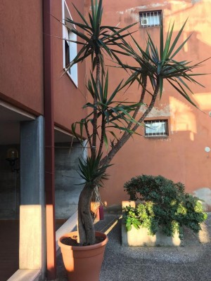 eb886931-b20b-4adf-952d-a4f3811b9bac.jpg (115.46 KiB) Osservato 1237 volte eb886931-b20b-4adf-952d-a4f3811b9bac.jpg