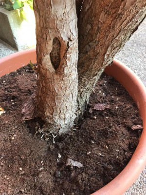 ecc672d5-dd4d-4b23-9c7e-93e131f26b4e.jpg (186.47 KiB) Osservato 1237 volte ecc672d5-dd4d-4b23-9c7e-93e131f26b4e.jpg