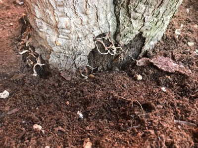 507acad1-1a82-4b9d-a8e1-1bd29f5ca7c0.jpg (219.29 KiB) Osservato 1237 volte 507acad1-1a82-4b9d-a8e1-1bd29f5ca7c0.jpg