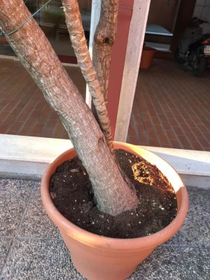 9d469bc9-c154-4a30-af6c-88498e620699.jpg (133.49 KiB) Osservato 1237 volte 9d469bc9-c154-4a30-af6c-88498e620699.jpg