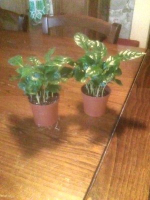 IMG_20171208_143820.jpg (85.37 KiB) Osservato 701 volte IMG_20171208_143820.jpg