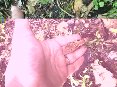 662CB388-23B0-455E-81A4-80BF017057D4.jpeg (115.58 KiB) Osservato 661 volte 662CB388-23B0-455E-81A4-80BF017057D4.jpeg