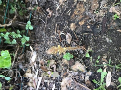 26119F70-7FA8-4DB2-90EA-B7ED02AB496D.jpeg (158.14 KiB) Osservato 661 volte 26119F70-7FA8-4DB2-90EA-B7ED02AB496D.jpeg