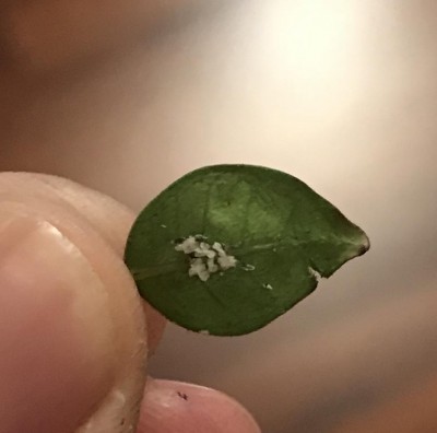 6CB48F24-1A06-4D74-BFA1-774A835BC0B4.jpeg (52.51 KiB) Osservato 648 volte 6CB48F24-1A06-4D74-BFA1-774A835BC0B4.jpeg