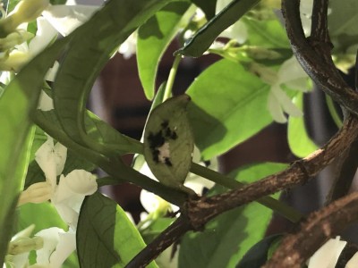 6930DFC4-37DA-44E8-86D0-0136C1550D07.jpeg (74.56 KiB) Osservato 648 volte 6930DFC4-37DA-44E8-86D0-0136C1550D07.jpeg