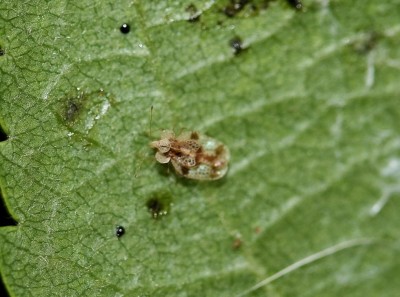 Stephanitis pyri-adulto.JPG (99.07 KiB) Osservato 1691 volte Stephanitis pyri-adulto.JPG