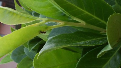 20180628_201747.jpg (53.05 KiB) Osservato 577 volte 20180628_201747.jpg