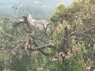 IMG_2769.JPG (162.98 KiB) Osservato 613 volte IMG_2769.JPG