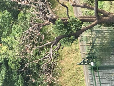 IMG_2774.JPG (193.38 KiB) Osservato 613 volte IMG_2774.JPG