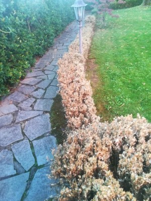 IMG_20180828_071732.jpg (149.52 KiB) Osservato 515 volte IMG_20180828_071732.jpg