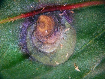 3-12Lesions1TOM.jpg 3-12Lesions1TOM.jpg