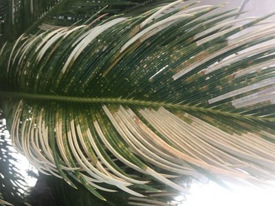 IMG_5256.JPG (126.32 KiB) Osservato 873 volte IMG_5256.JPG