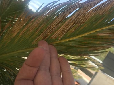 IMG_8894.JPG (85.04 KiB) Osservato 873 volte IMG_8894.JPG