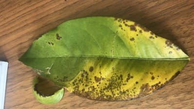 7C0B2601-3B45-4F8F-B0D8-D7DABFD6768C.JPG (73.19 KiB) Osservato 873 volte 7C0B2601-3B45-4F8F-B0D8-D7DABFD6768C.JPG