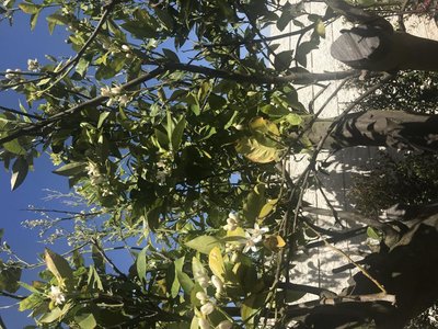 IMG_8321.JPG (177.41 KiB) Osservato 873 volte IMG_8321.JPG