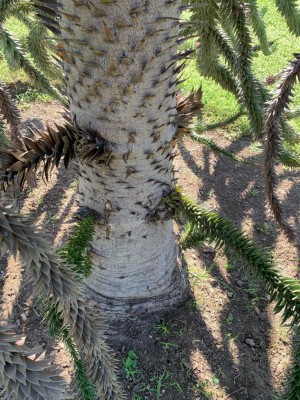 IMG-20190702-WA0004.jpg (222.39 KiB) Osservato 939 volte IMG-20190702-WA0004.jpg