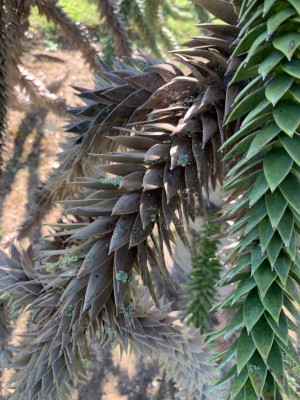 IMG-20190702-WA0005.jpg (138.8 KiB) Osservato 939 volte IMG-20190702-WA0005.jpg