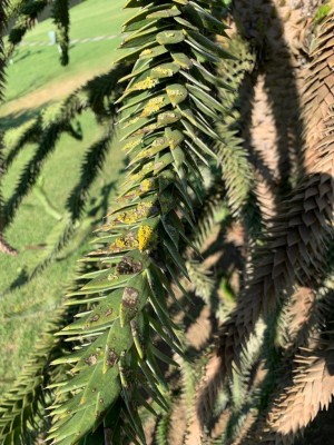 IMG-20190702-WA0006.jpg (147.02 KiB) Osservato 939 volte IMG-20190702-WA0006.jpg