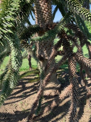 IMG-20190702-WA0010.jpg (231.92 KiB) Osservato 939 volte IMG-20190702-WA0010.jpg