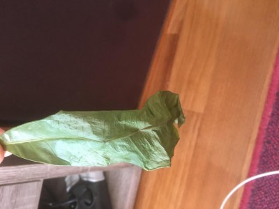 2DA4FF86-208E-4E92-A896-B6A065282EFD.jpeg (48.34 KiB) Osservato 604 volte 2DA4FF86-208E-4E92-A896-B6A065282EFD.jpeg