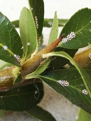 IMG_20191004_124206.jpg (106.34 KiB) Osservato 494 volte IMG_20191004_124206.jpg