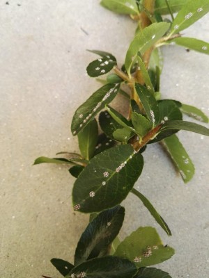 IMG_20191004_124230.jpg (85.7 KiB) Osservato 494 volte IMG_20191004_124230.jpg