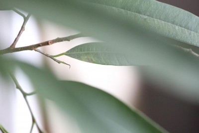 1Q9A6631.JPG (39.24 KiB) Osservato 512 volte 1Q9A6631.JPG