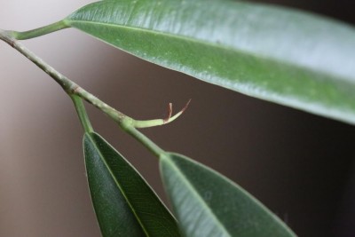 1Q9A6632.JPG (42.2 KiB) Osservato 512 volte 1Q9A6632.JPG