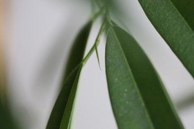 1Q9A6633.JPG (35.15 KiB) Osservato 512 volte 1Q9A6633.JPG