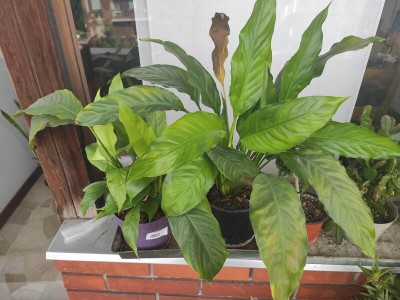 IMG_20200412_171330.jpg (74.01 KiB) Osservato 512 volte IMG_20200412_171330.jpg