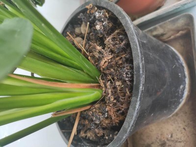 IMG_20200412_171337.jpg (66.89 KiB) Osservato 512 volte IMG_20200412_171337.jpg