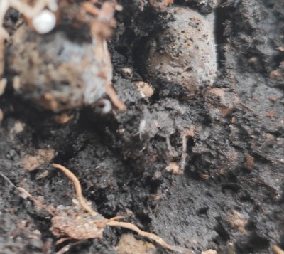 IMG_20200412_171816.jpg (207.89 KiB) Osservato 512 volte IMG_20200412_171816.jpg