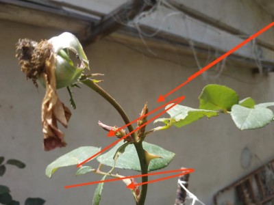 taglio rosa.jpg (59.17 KiB) Osservato 487 volte taglio rosa.jpg