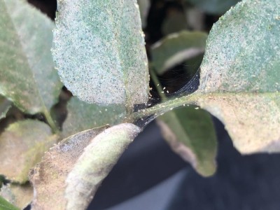 IMG_3752.jpg (95.05 KiB) Osservato 472 volte IMG_3752.jpg