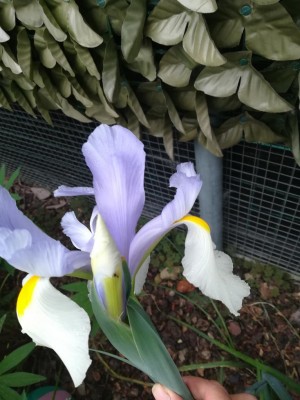 IMG_20210516_160305.jpg (91.9 KiB) Osservato 464 volte IMG_20210516_160305.jpg