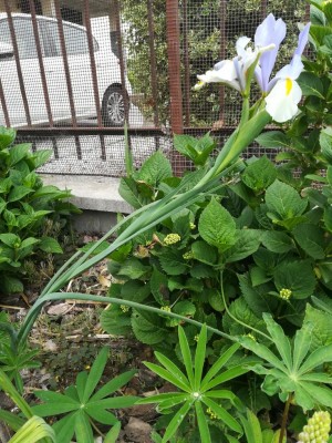 IMG_20210516_165340.jpg (198.12 KiB) Osservato 460 volte IMG_20210516_165340.jpg