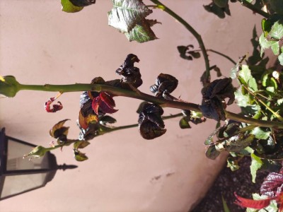 IMG_20220419_135335.jpg (83.9 KiB) Osservato 876 volte IMG_20220419_135335.jpg