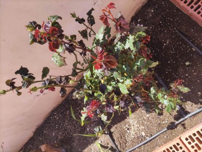 IMG_20220419_135328.jpg (165.32 KiB) Osservato 876 volte IMG_20220419_135328.jpg