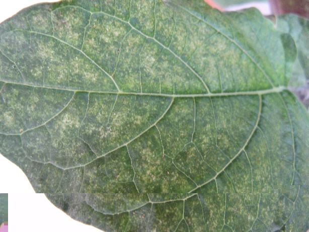 Pagina fogliare superiore / RIDIM Datura 007.jpg RIDIM Datura 007.jpg