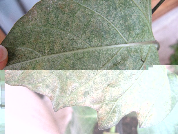 Questa è la pagina fogliare inferiore / RIDIM Datura 010.jpg RIDIM Datura 010.jpg