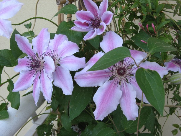 CLEMATIS 002.jpg CLEMATIS 002.jpg
