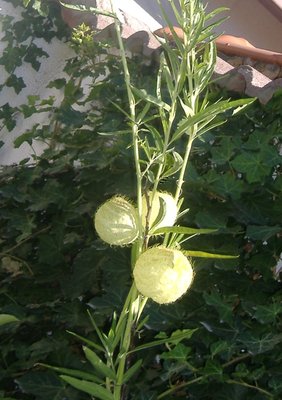 Fiorepalla3.JPG (309.73 KiB) Osservato 813 volte Fiorepalla3.JPG