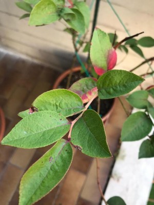 WhatsApp Image 2019-10-27 at 16.45.43.jpeg (70.72 KiB) Osservato 765 volte WhatsApp Image 2019-10-27 at 16.45.43.jpeg