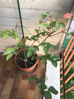 WhatsApp Image 2019-10-27 at 16.45.42.jpeg (122.05 KiB) Osservato 765 volte WhatsApp Image 2019-10-27 at 16.45.42.jpeg