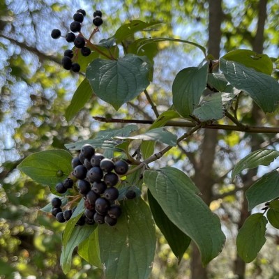 Non so cosa sia, queste piante nascono insieme alle more sotto le noci. / F0F4D8F4-F883-4F4A-9DE5-E5A39BF339DA.jpeg F0F4D8F4-F883-4F4A-9DE5-E5A39BF339DA.jpeg