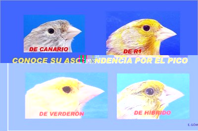 R1 di verdone (alto sx) / esistono r1 di verdone.jpg esistono r1 di verdone.jpg