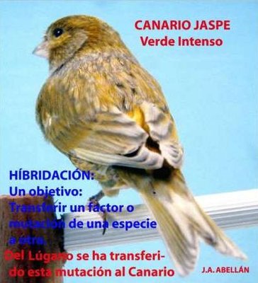 Fattore traslato dal lucherino / Jaspe.JPG Jaspe.JPG