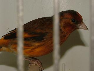 Tri-ibrido!!(??) / siskin x redsiskin x goldfinch x canary.jpg siskin x redsiskin x goldfinch x canary.jpg