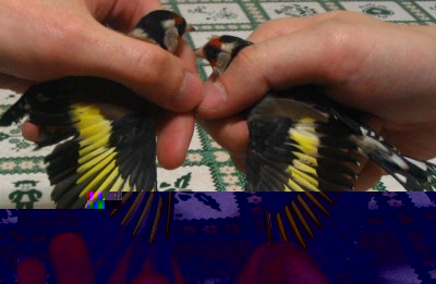 1149983_ala_2.jpg (69.45 KiB) Osservato 8212 volte 1149983_ala_2.jpg