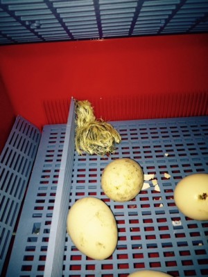 FullSizeRender (1).jpg (123.04 KiB) Osservato 576 volte FullSizeRender (1).jpg